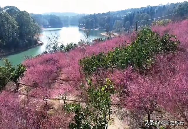 成都山地红梅开花了，粉红云霞铺天盖地，非常震撼，免费！