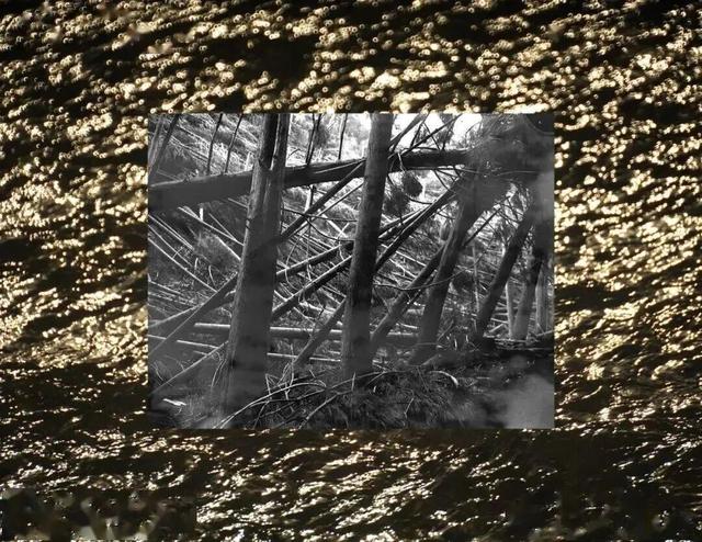 福田限定！11月起，在光影与花海中邂逅城市艺术