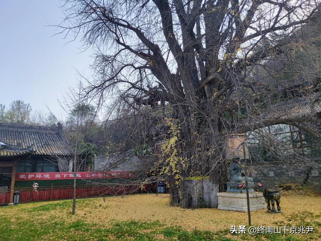 钗头凤·观古观音禅寺千年银杏落叶感怀