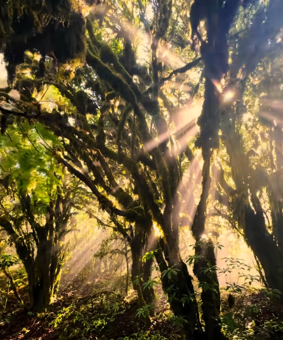 首次发现仅3株，25年云南又发现2株	，网友：不稀奇，老家遍地都是