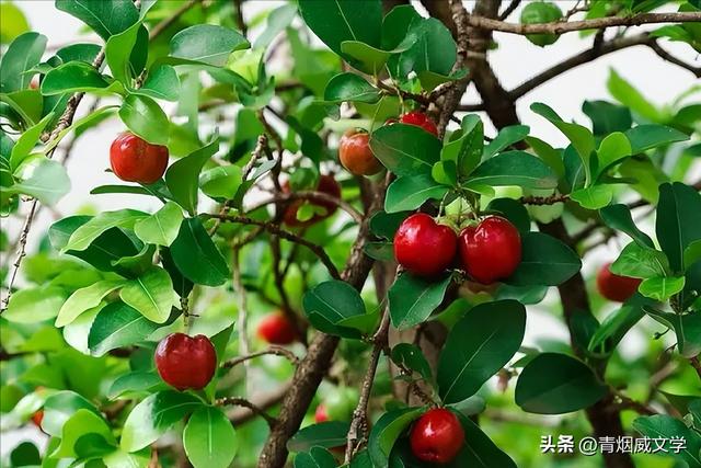 鲁山，鲁中名山