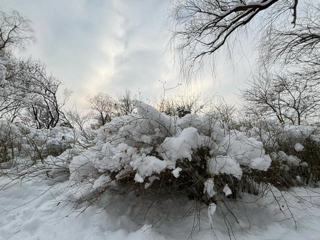 雪后的国家植物园如仙境