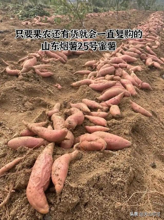 烟薯和蜜薯的区别，从7点来了解！