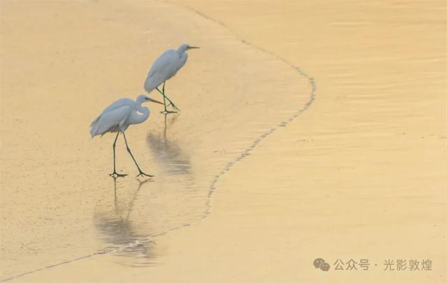 初冬，敦煌党河风情线白鹭翩跹
