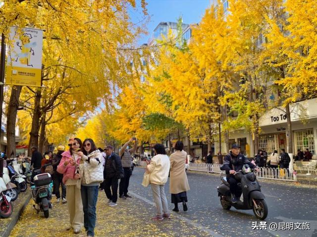 美爆！美爆！超全攻略！超出片！🤳昆明银杏黄金倒计时，抓紧时间冲~