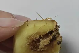 全网爆笑“姜虫”图，虫子：这是我打下的姜山，网友评论笑不活了图片