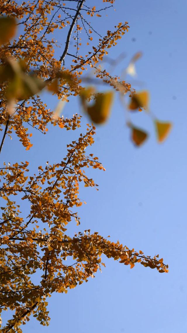 来达州宣汉，赴一场“黄金”盛宴