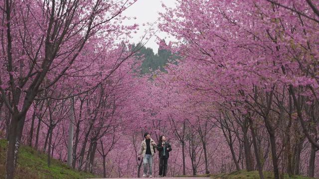 春节暖春至 七彩樱花谷樱花盛放引客来