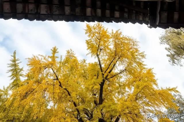 东坡银杏已“上分” ！快来拍