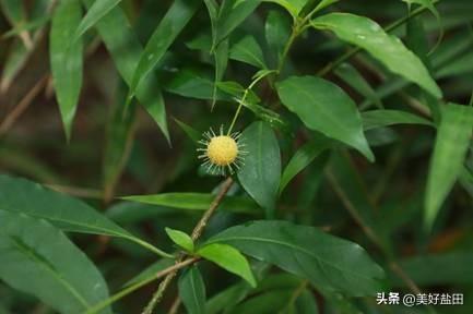 与城共栖 | 在盐田，这样度过全国生态日