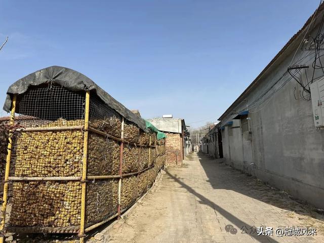 冠县乡韵·辛集镇饮马庄