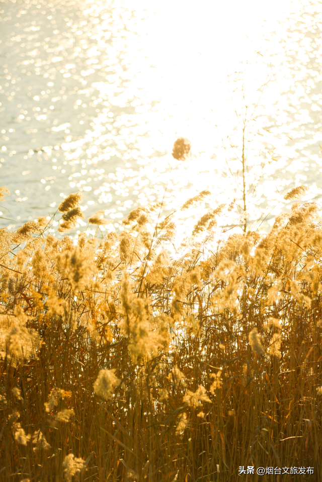【乐游烟台】低头捡个秋！我收藏了整个烟台的秋天