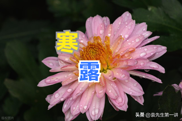 今日寒露，老人说最怕“寒露一日雨”，寒露下雨有啥预兆？早了解