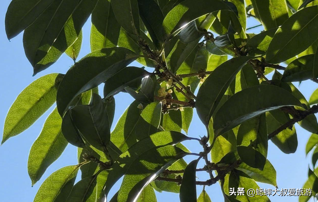 杭州“第一缕桂香”来临，秋日顶流上线，是时候“全家游约会”了