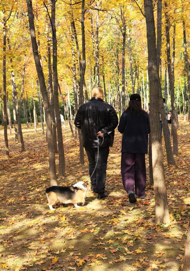 “枫”狂派对，现在进行时……