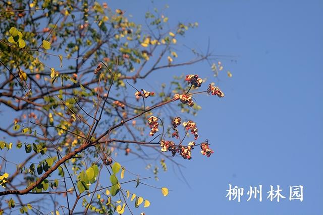 柳州市雀儿山公园红豆林迎来最美观赏季