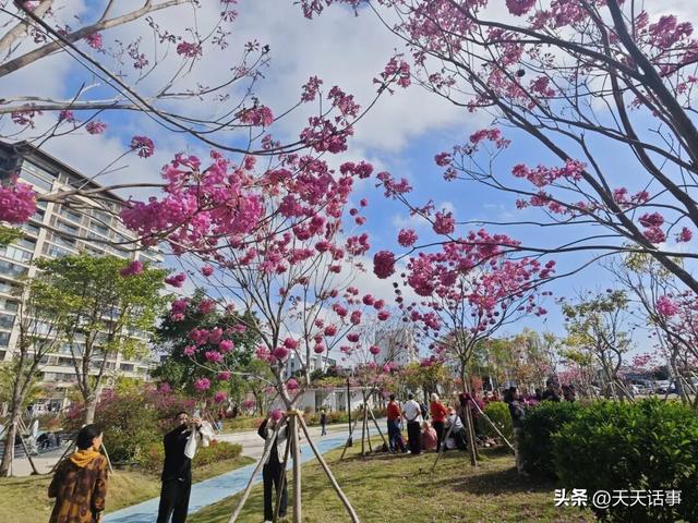 赏花、遛娃好去处，这个口袋公园成为了北海市冬日人气公园