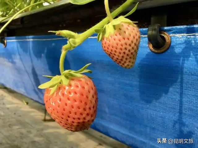 别再问昆明哪里能摘草莓了!收下这份采摘地图,直接抄作业→