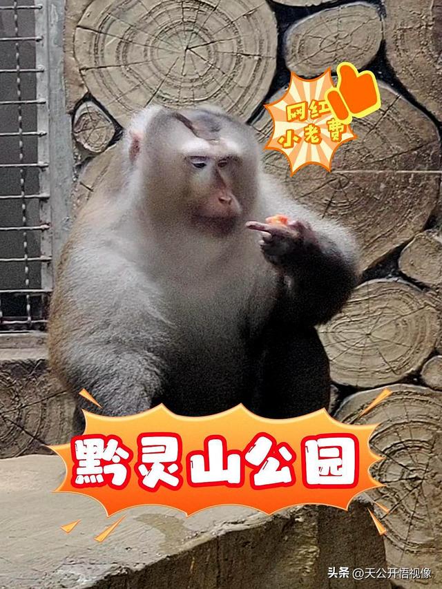 贵阳避暑假期收官，再赴黔灵山之约
