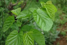 农村桑叶又称神仙叶，4大煮水妙用，很多人还不知道，看看图片