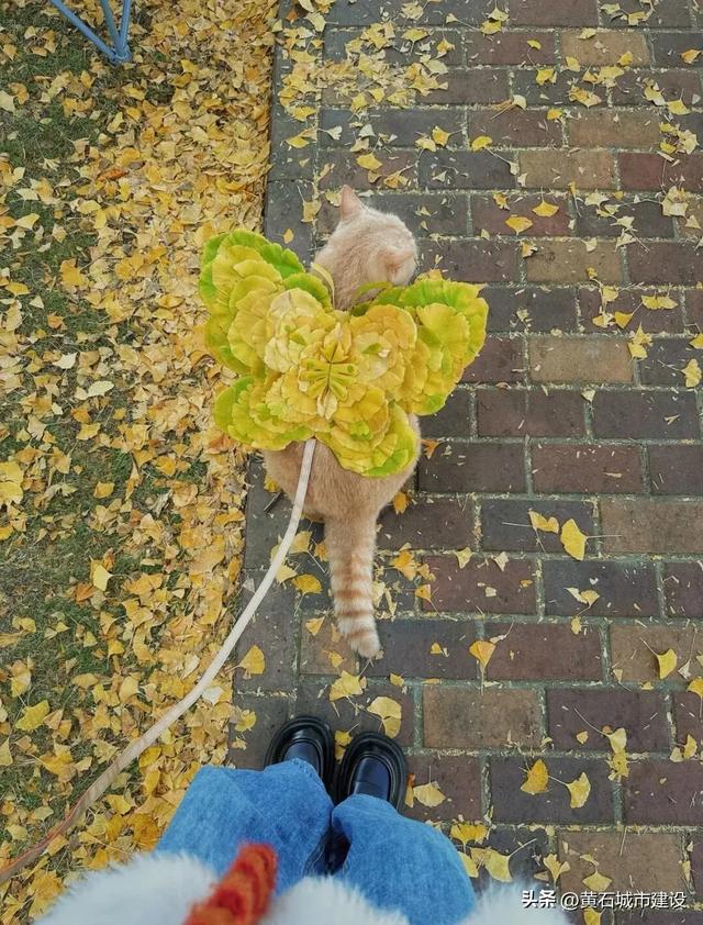 限时绝美！黄石街头进入颜值巅峰