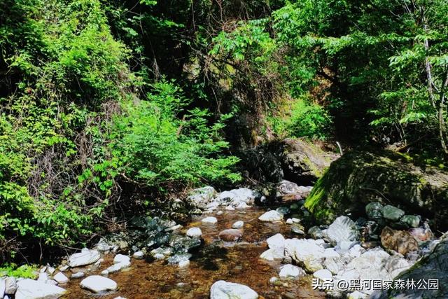 坐落于秦岭深处的黑河森林公园,正美得更肆无忌惮