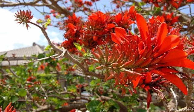 奈良县的代表动物不是鹿？日本47都道府县「县花・县动物」图鉴