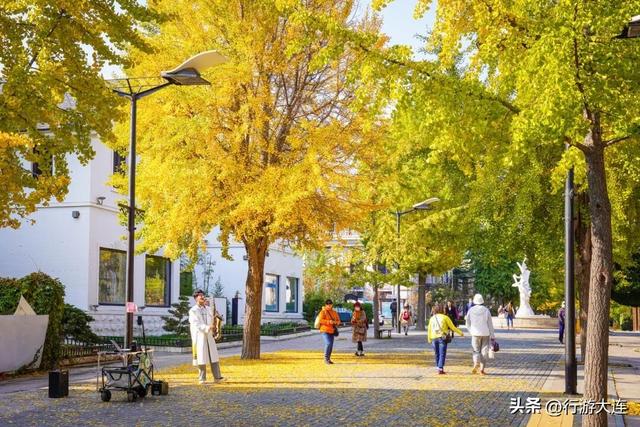 错过等一年~这个周末来这些免费打卡点，拍落叶
