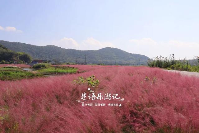 浙江宁波的港湾粉黛花海，山海风情很浓但游客不多，其实相当美丽