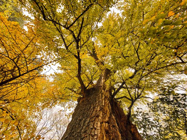 秋雨访皇藏峪，瑞云寺前问禅心
