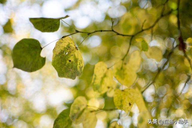 尼康Nikkor Z 50mm f/1.4 镜头评测