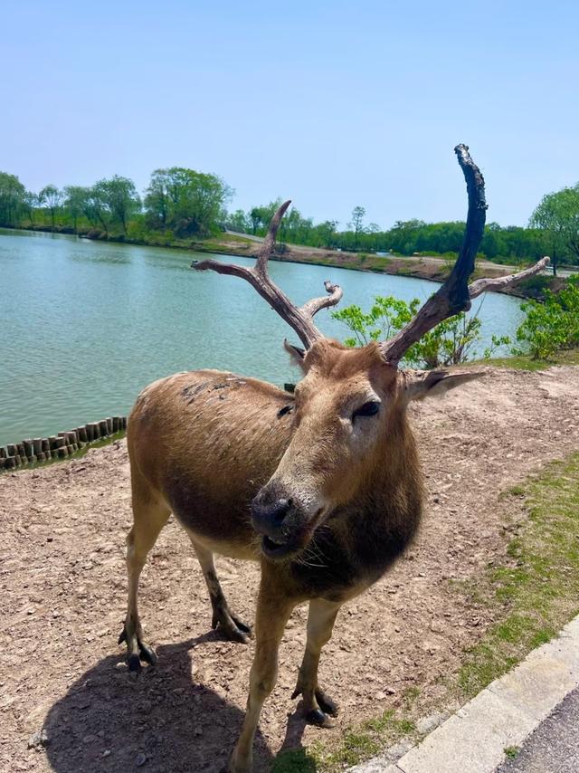 江苏7个AAAAA级景区大合集，去过3个算合格，你都去过几个？