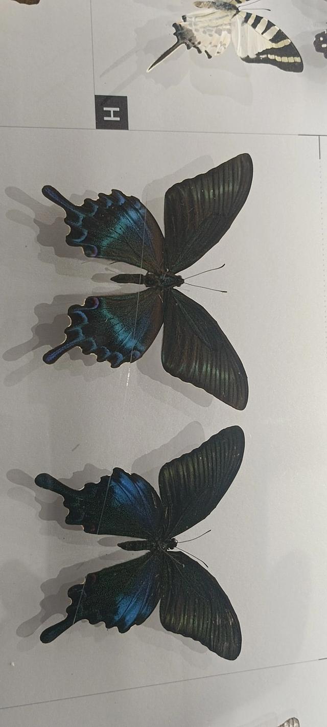 西安长安云昆虫展你来了吗
