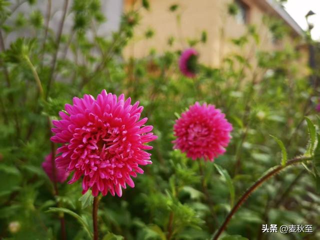 退休后，我靠这“三不”原则，把日子过成了诗