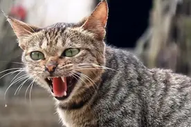 奇怪！猫是怎么进化的恰好符合人类审美点上的？图片