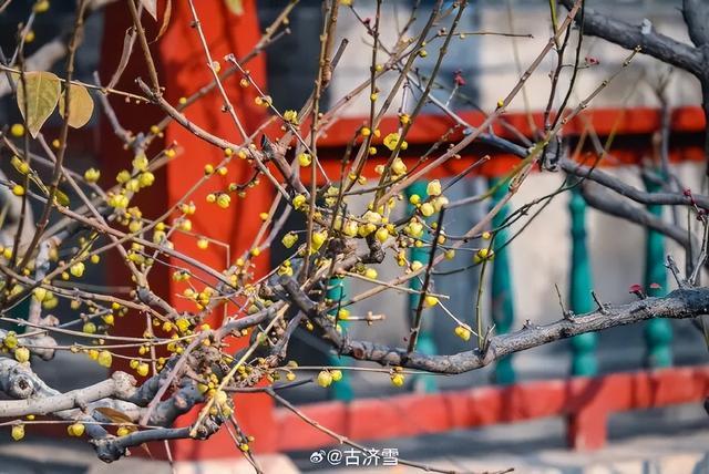 济南第一波蜡梅开了！这些赏梅地，赶紧冲！