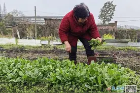 萍乡八旬夫妻种菜替亡子还债 诚信精神感动广大网友图片
