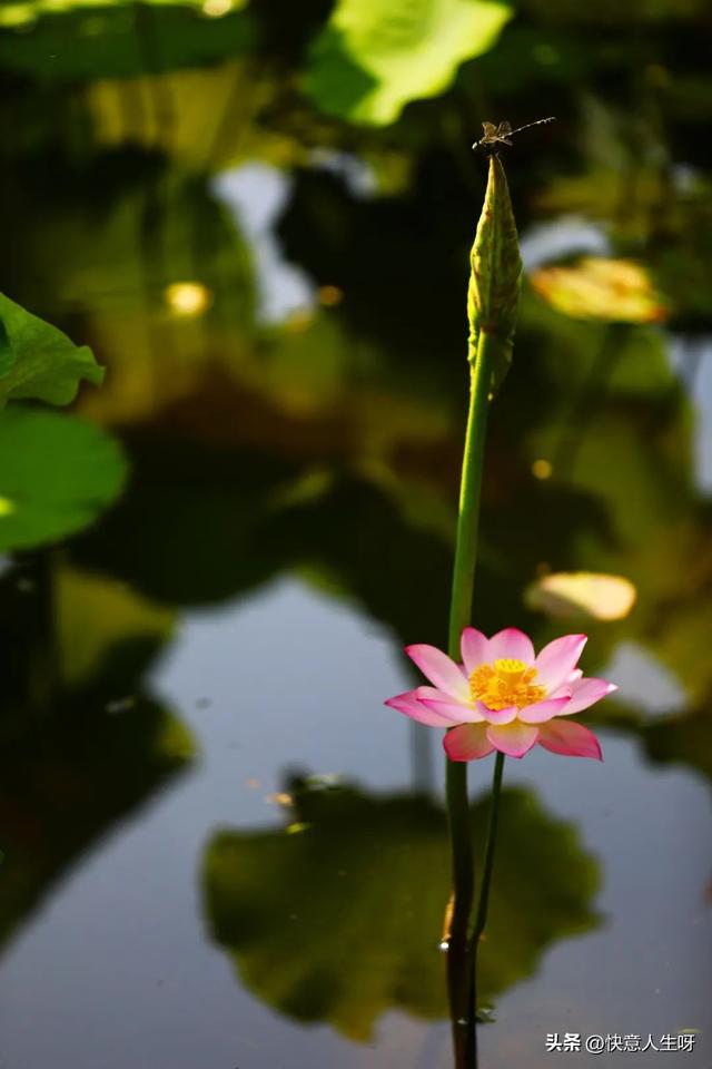 西湖如梦 | 曲院风荷