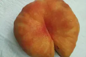 几种不同桃子的桃核特点图片