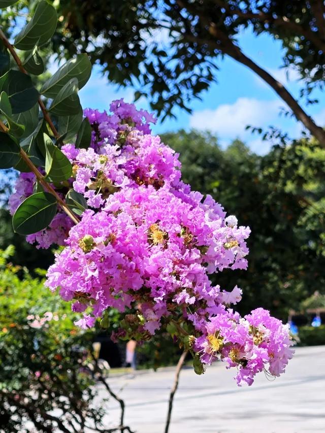 一封来自千岛湖的夏日情书，署名：紫薇花园