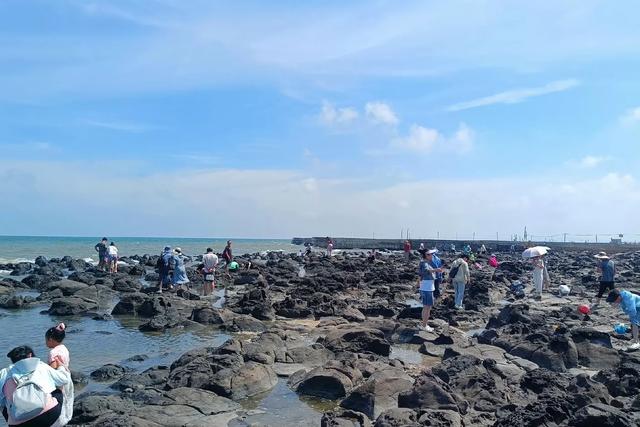去烟台龙口旅游,海菜包4元一个,凉拌海菜20元一盘,你看值吗?