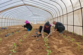 移栽蔬菜为啥缓苗慢？学会几个小窍门，栽一棵活一棵，几天就缓苗图片