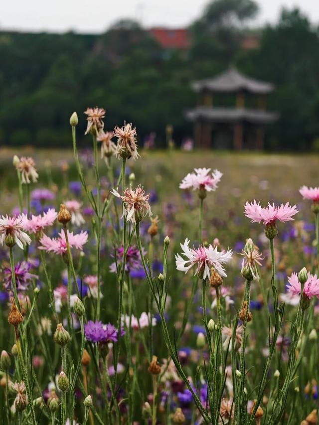 堪称洛阳第二寺，人少景美还免费，还藏着一处花海