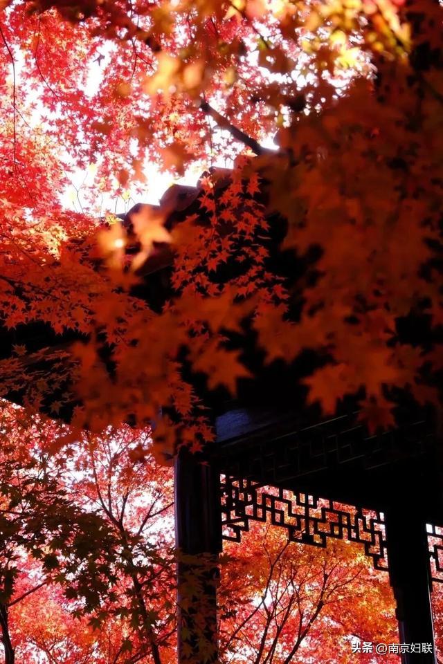 初秋→深秋，紫金山赏秋清单