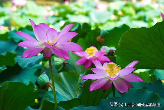 稷山民乐园：荷香满池 共赴夏日“莲”约