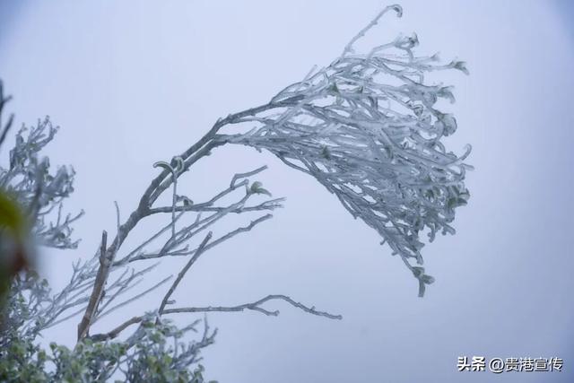 平天山美成了银装素裹的童话世界！贵港人：冷到发抖也要去