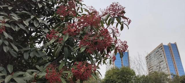 红果累累！森林公园石楠果红了，满树红果笑寒风！