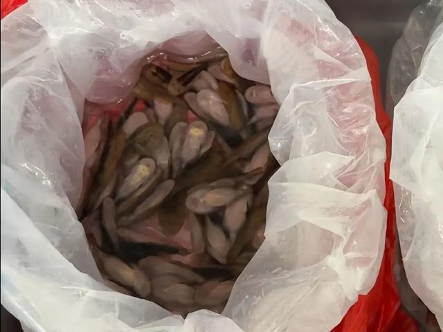 女子裙内藏匿229条活鱼被海关查获