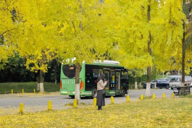 地铁直达！免费！成都20个绝美赏秋地，银杏水杉梧桐红枫限时上演！就在家门口！