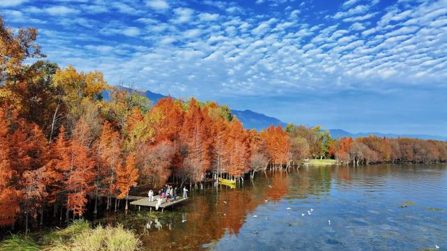 在大理，这个落叶像雪的季节